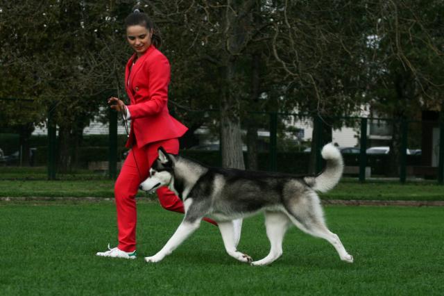 merlin kretanje dobro.jpg